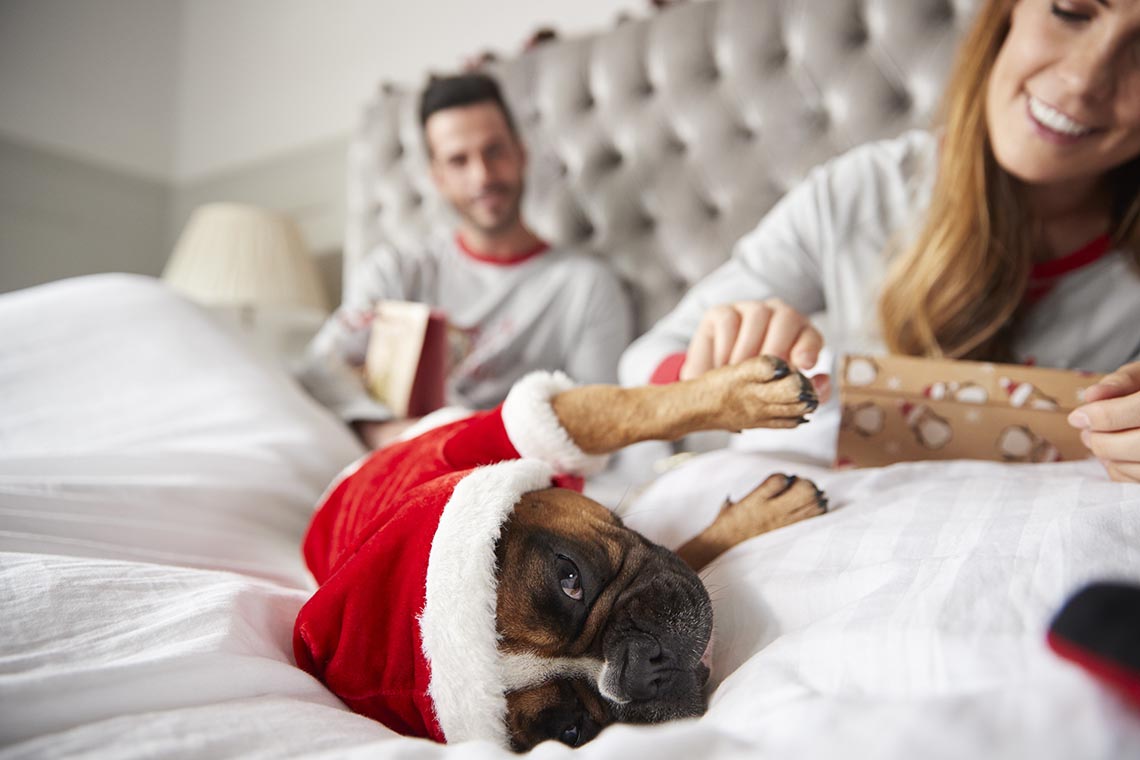 couple in bed at home with dog dressed in santa costume opening gifts on christmas day