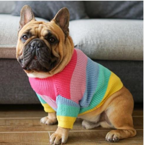 French bulldog outlet jumpers