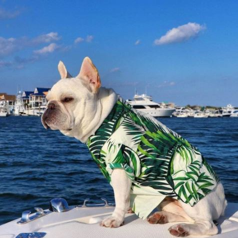 beach life french bulldog shirt