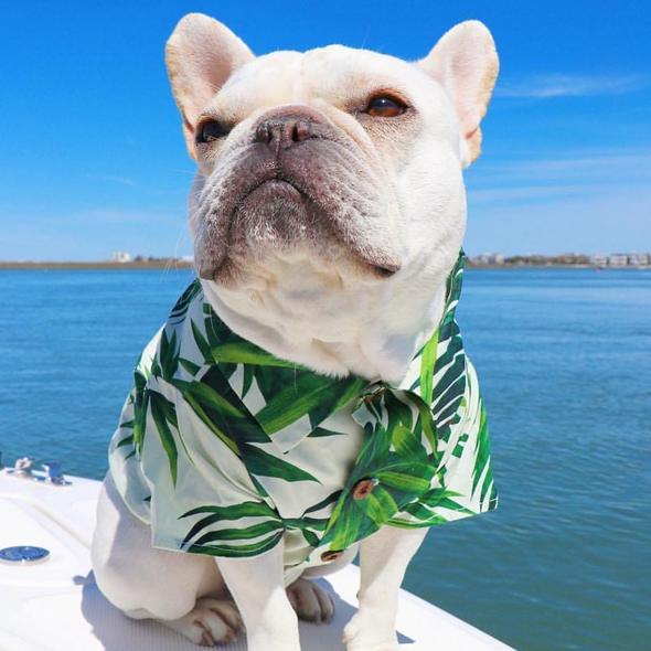 summer hawaii dog beach shirt sweet leaf bananas print dog clothes lovely french bulldog tshirts shih tzu clothing pet costume frenchie world shop 28819799900309 590x
