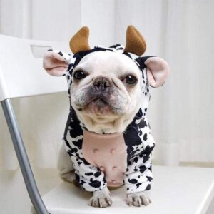 cow french bulldog hoodie frenchie world shop black s 26589791289493 590x