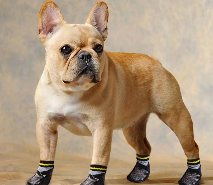 frenchie boots