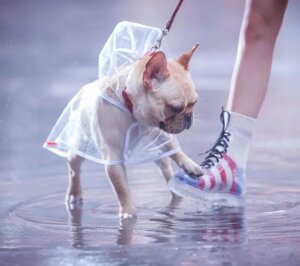 french bulldog raincoats